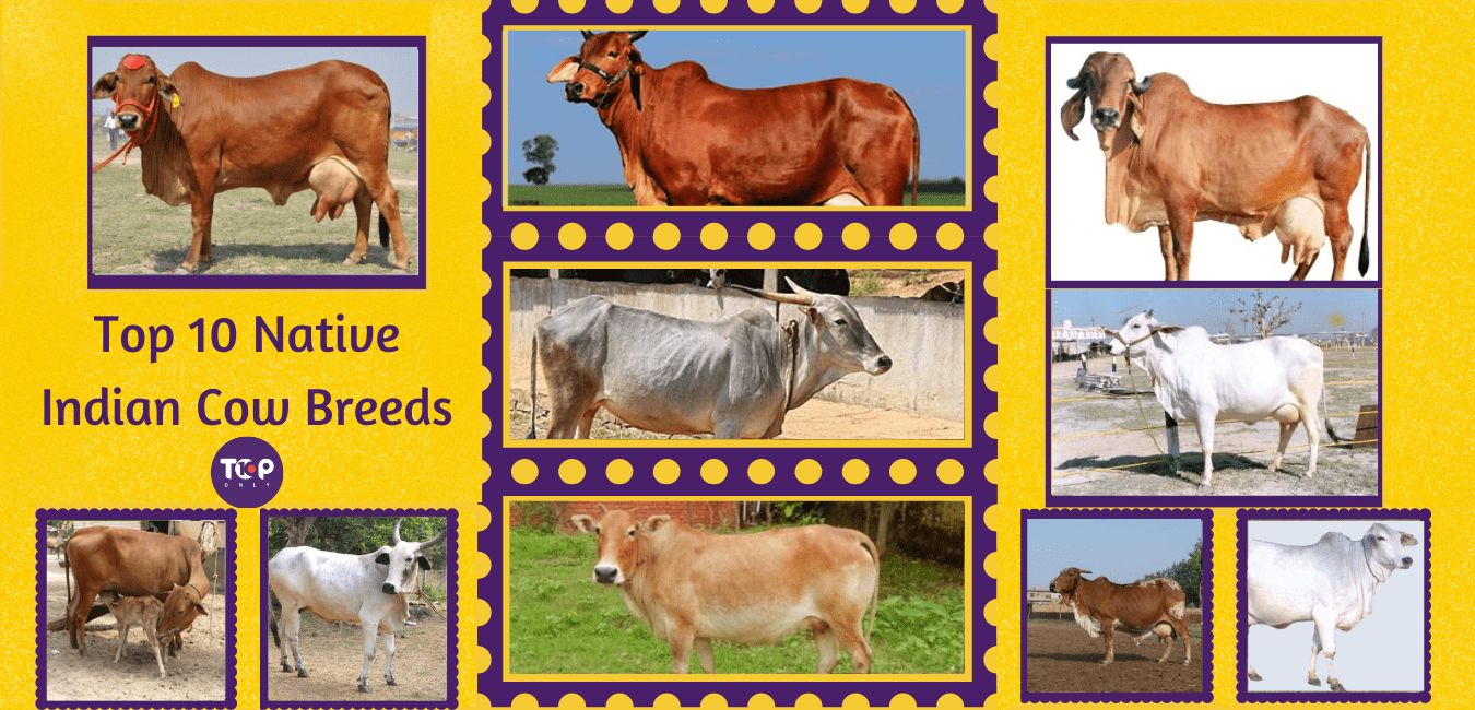 top 10 native indian cow breeds