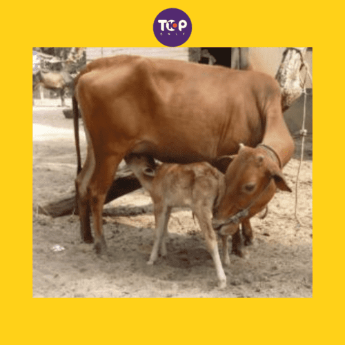 Top 10 Native Indian Cow Breeds - Vechur