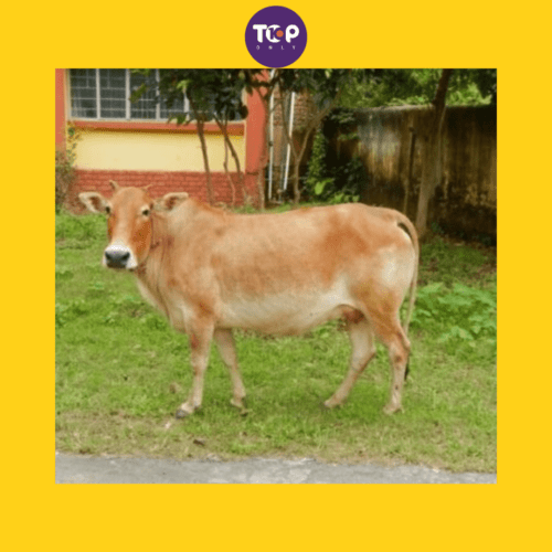 Top 10 Native Indian Cow Breeds #6_ Lakhimi
