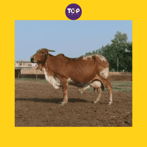 Top-10-Native-Indian-Cow-Breeds-3_-Rathi