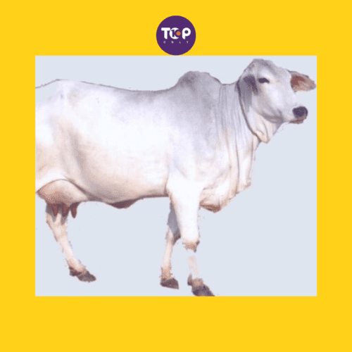 Top-10-Native-Indian-Cow-Breeds-5_-Tharpakar