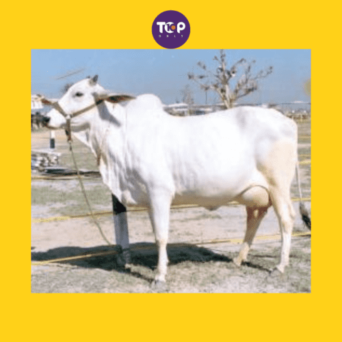 Top-10-Native-Indian-Cow-Breeds-8_-Hariana