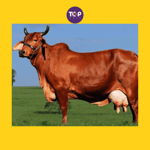 Top-10-Native-Indian-Cow-Breeds-Red-Sindhi