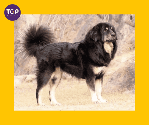Top 10 Native Indian Dog Breeds-Gaddi Kutta
