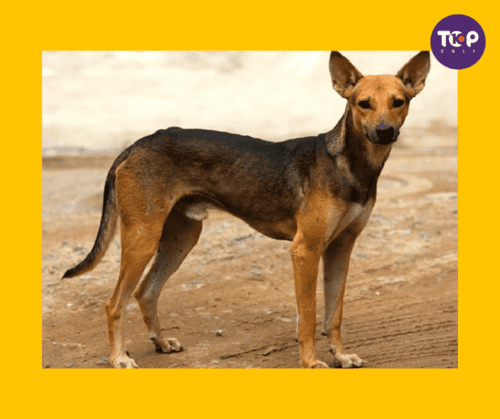 Top 10 Native Indian Dog Breeds-Indian Pariah Dog