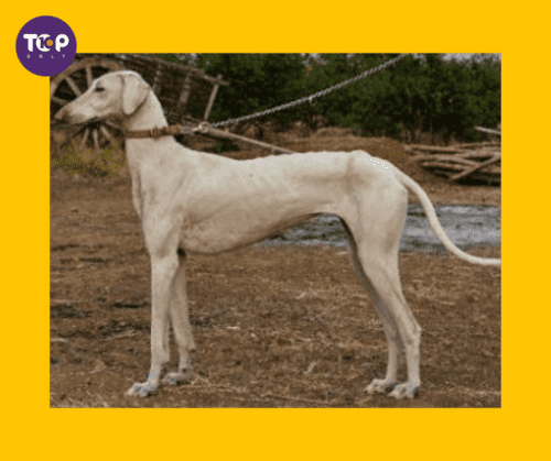 Top 10 Native Indian Dog Breeds-Mudhol hound
