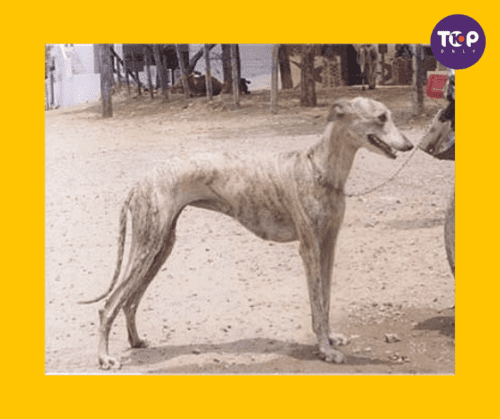 Top 10 Native Indian Dog Breeds-Rampur Greyhound