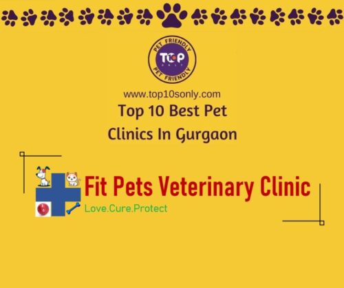 top 10 best pet clinics in gurgaon fit pets veterinary clinic