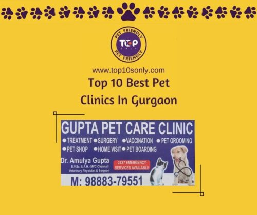 top 10 best pet clinics in gurgaon gupta pet care clinic