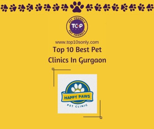 top 10 best pet clinics in gurgaon happy paws pet clinic