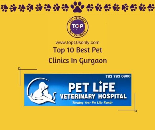 top 10 best pet clinics in gurgaon pet life veterinary hospital