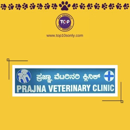 top 10 best pet clinics in bengaluru, karnataka prajna veterinary clinic