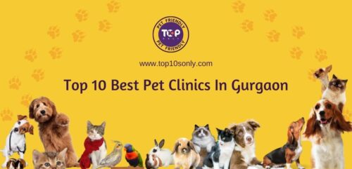 Best Pet Shops in Gurgaon
