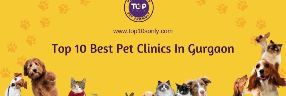 top 10 best pet clinics in gurgaon