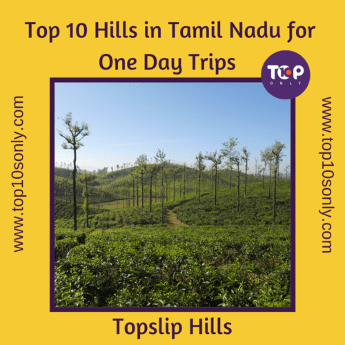 top 10 best hills in tamil nadu for one day adventure trips topslip hills