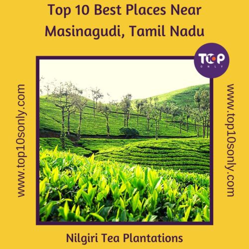 top 10 best places near masinagudi, tamil nadu nilgiri tea plantations