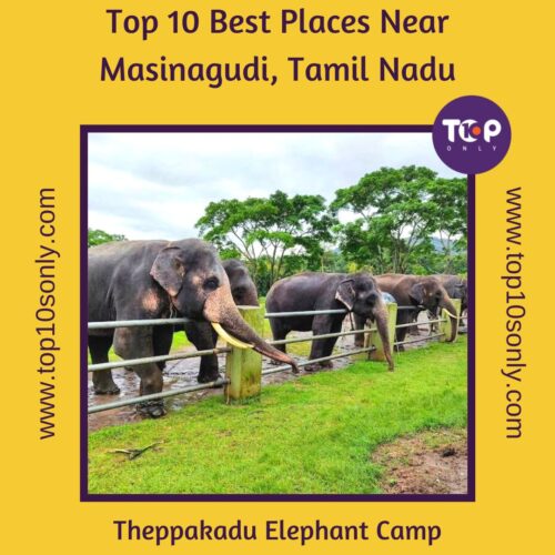 top 10 best places near masinagudi, tamil nadu theppakadu elephant camp