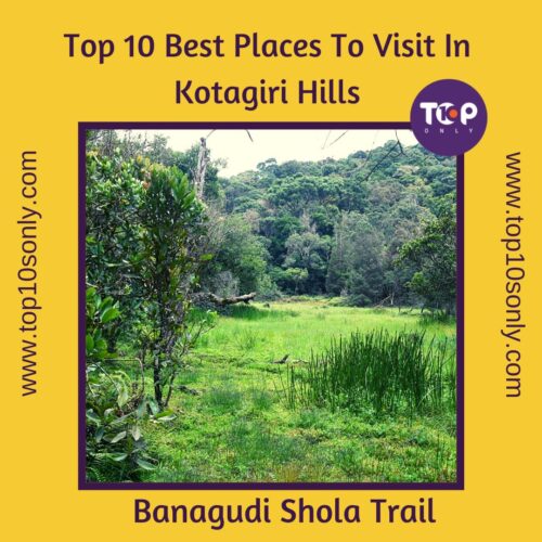 top 10 best places to visit in kotagiri hills banagudi shola trail