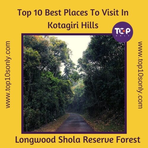 top 10 best places to visit in kotagiri hills longwood shola reserve forest (1)