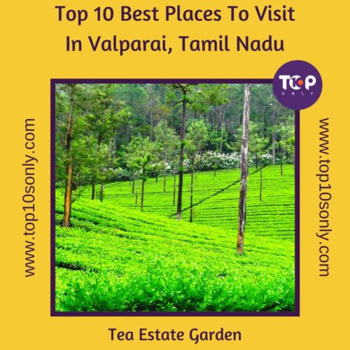 top 10 best places to visit in valparai, tamil nadu tea estate garden, valparai