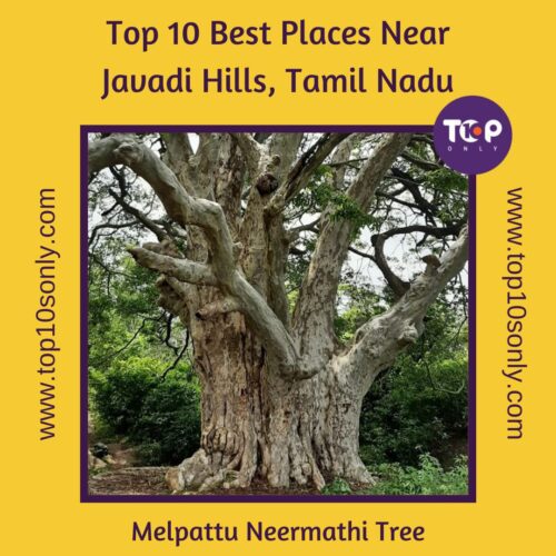 top 10 best places to visit in and around javadi hills, tamil nadu melpattu neermathi tree