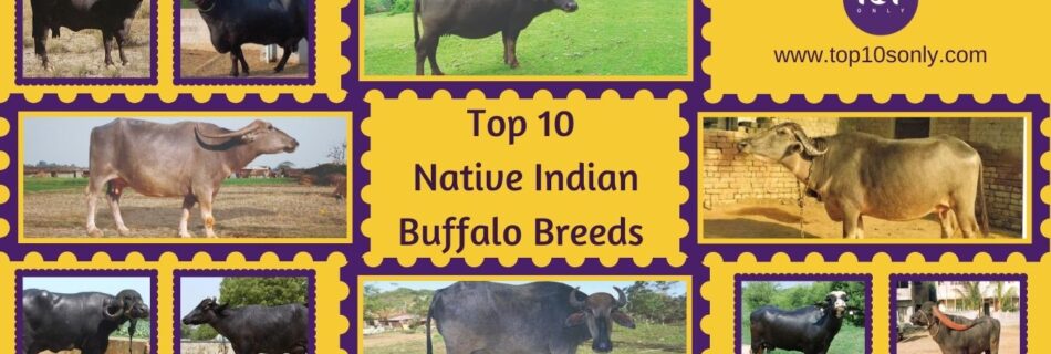 top 10 best native indian buffalo breeds