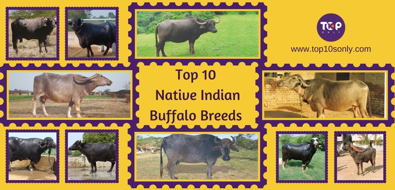 top 10 best native indian buffalo breeds