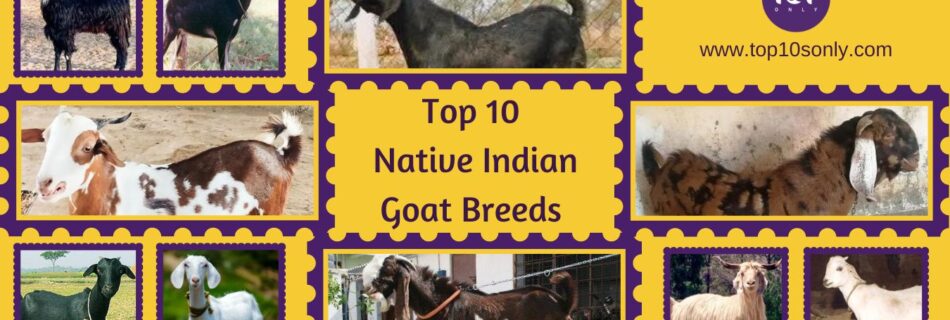 top 10 best native indian goat breeds