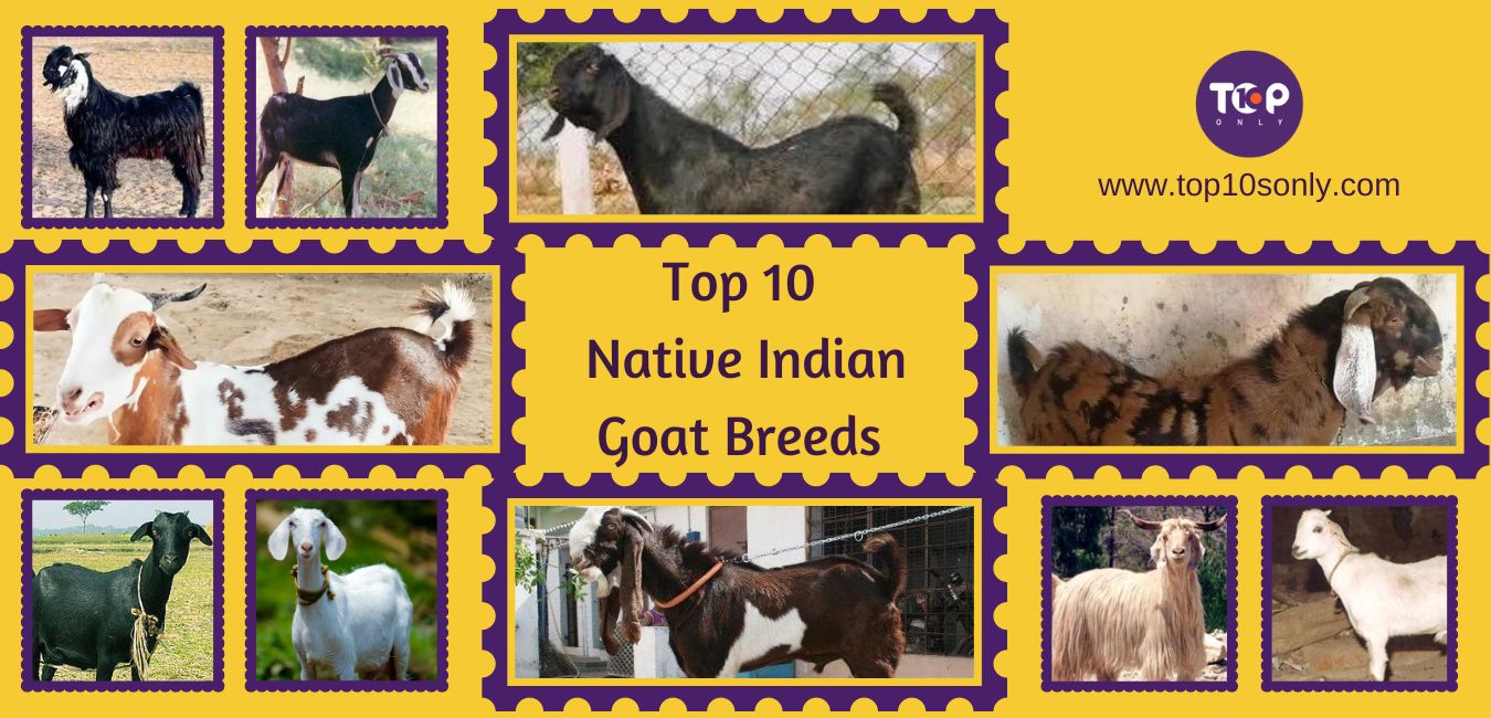 top 10 best native indian goat breeds