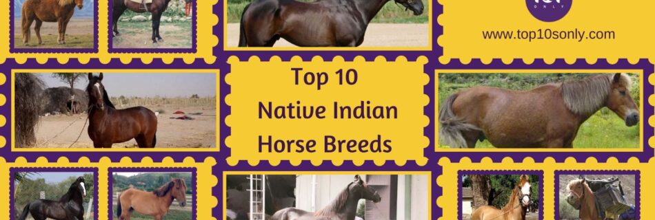 top 10 best native indian horse breeds