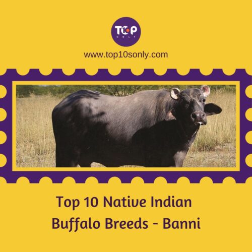 top 10 native indian buffalo breeds banni