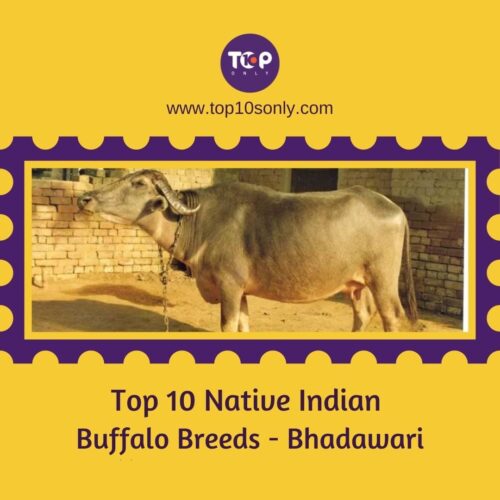 top 10 native indian buffalo breeds bhadawari