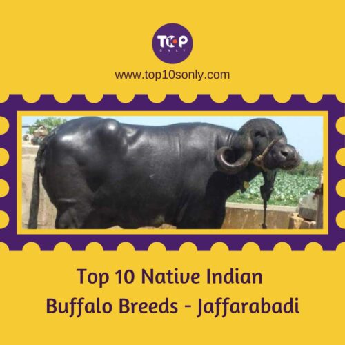 top 10 native indian buffalo breeds jaffarabadi