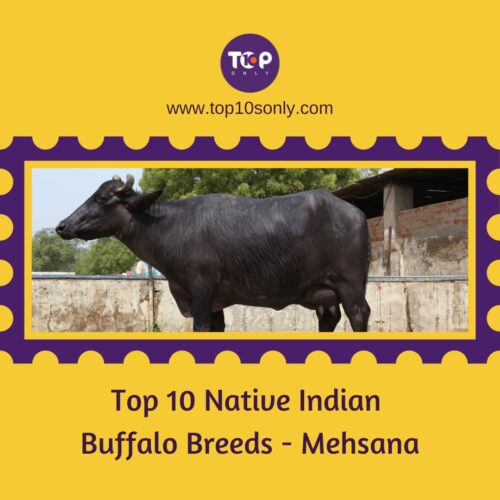 top 10 native indian buffalo breeds mehsana