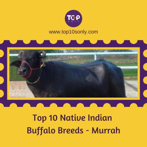 top 10 native indian buffalo breeds murrah