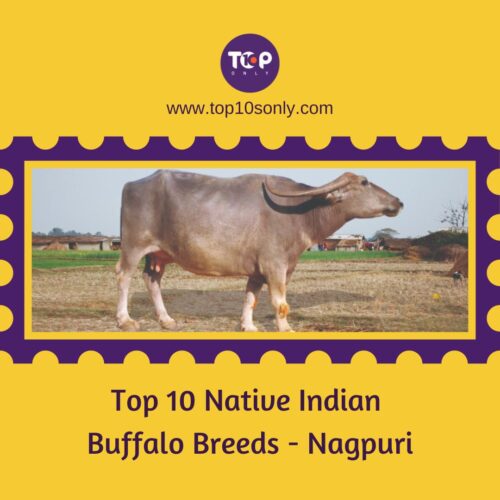 top 10 native indian buffalo breeds nagpuri