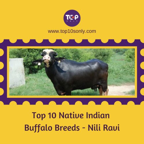 top 10 native indian buffalo breeds nili ravi