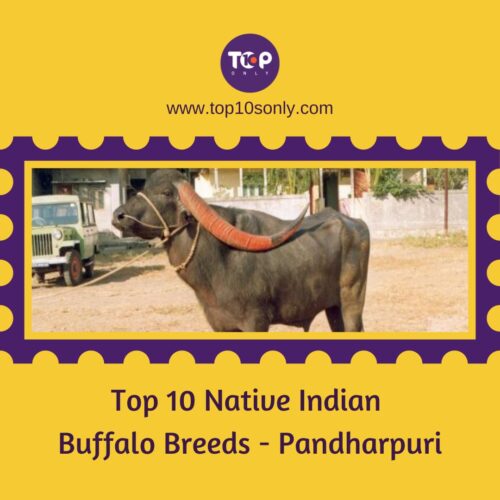 top 10 native indian buffalo breeds pandharpuri