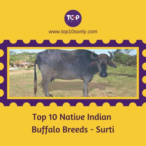 top 10 native indian buffalo breeds surti