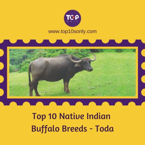 top 10 native indian buffalo breeds toda
