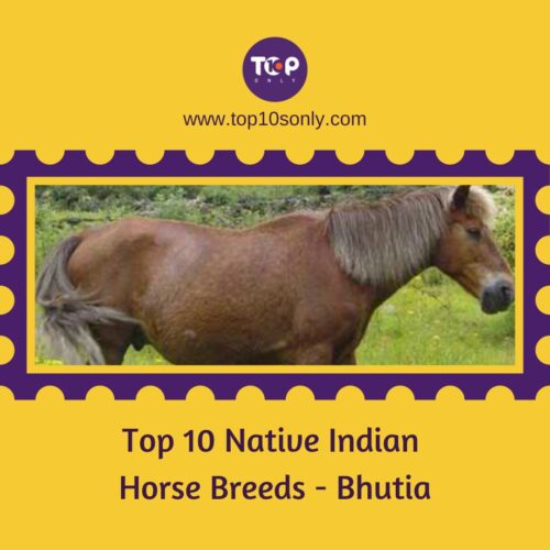 top 10 native indian horse breeds bhutia