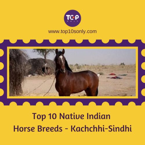 top 10 native indian horse breeds kachchhi sindhi