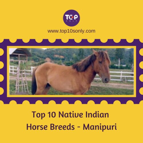 top 10 native indian horse breeds manipuri