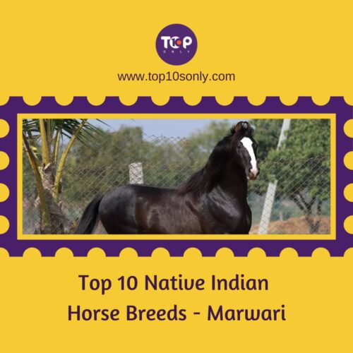 top 10 native indian horse breeds marwari