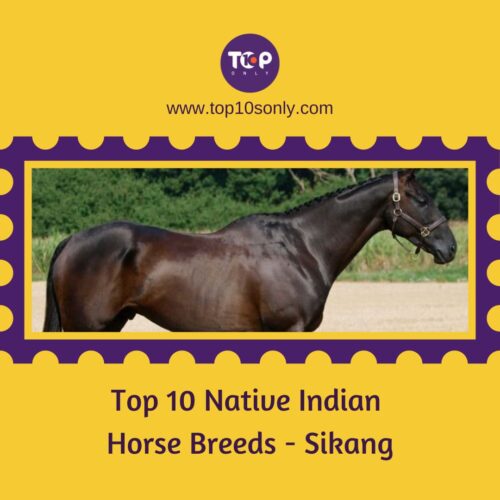 top 10 native indian horse breeds sikang