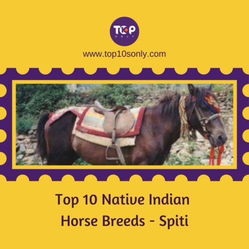 top 10 native indian horse breeds spiti