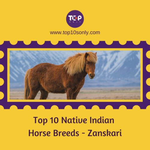 top 10 native indian horse breeds zanskari