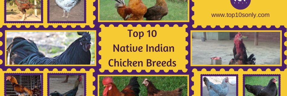 top 10 best native indian chicken breeds