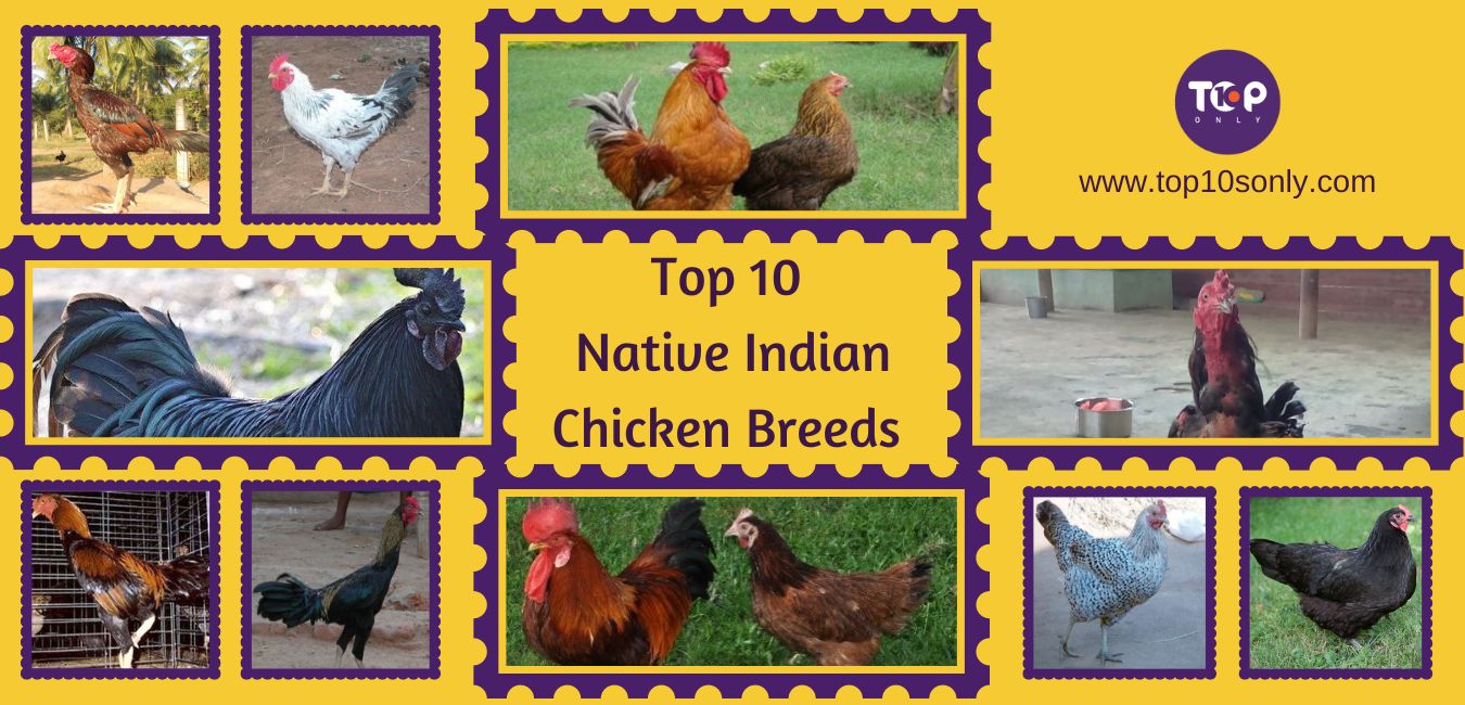 top 10 best native indian chicken breeds