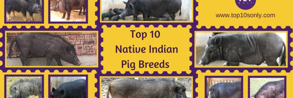 top 10 best native indian pig breeds